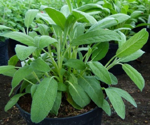 Semillas De Salvia Officinale