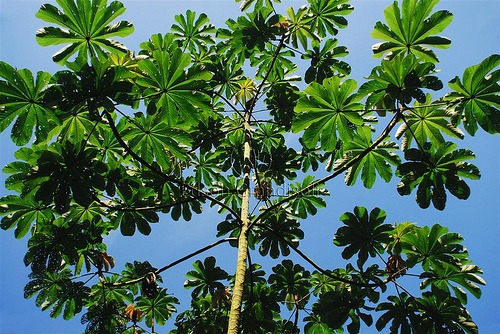 100 Sementes De Embauba Pássaros Fruta E Medicinal