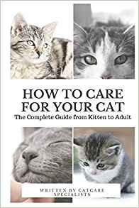 How To Care For Your Cat The Complete Guide From Kitten To A