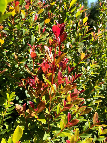 Eugenia, Arbusto 1,5m A 1,8m Grandes