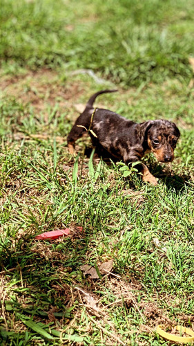 Imagen 4 de 5 de Cachorros Salchicha
