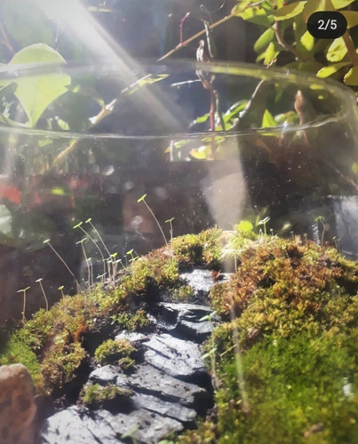 Terrario Eterno Biobom Zen N° 3 Microambiente Musgario