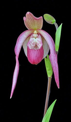 Orquídea Phragmipedium Schroederae | Meses sin intereses