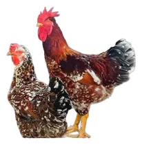 Comprar Ovos De Galinha Balão Sertanejo