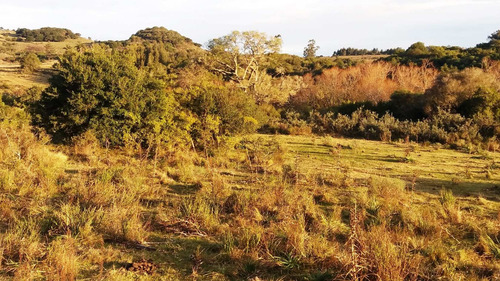 Imagen 28 de 30 de Campo 142 Hectareas Ganadero Forestal Lavalleja