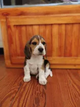 Comprar Beagle Cachorros Tricolor Bicolor 