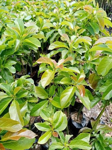 Plantas De Aguacate Injertado Cultivar Pollock, Choquette