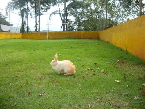Chácara Para Venda Em Terra Preta Mairiporã-sp - 132