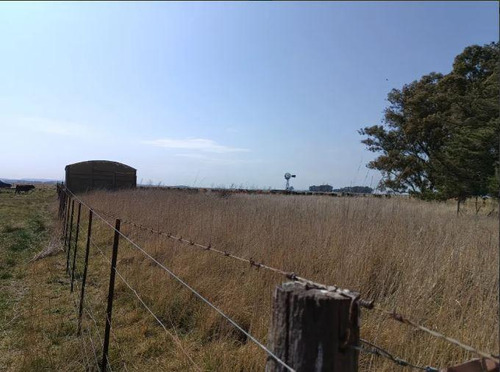 Venta De Importante Campo Ganadero Entre Baker Y Benito Juárez, Buenos Aires.