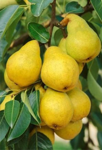 Arbol De Peras Excelente Calidad - Envío Gratis Caba-gba