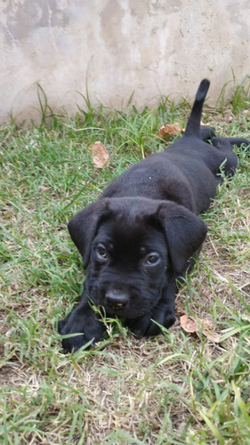 Cane Corso (la Citta Eterna)