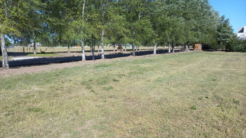 Imagen 6 de 9 de lote 49 - Los Álamos Haras Del Sur Iii