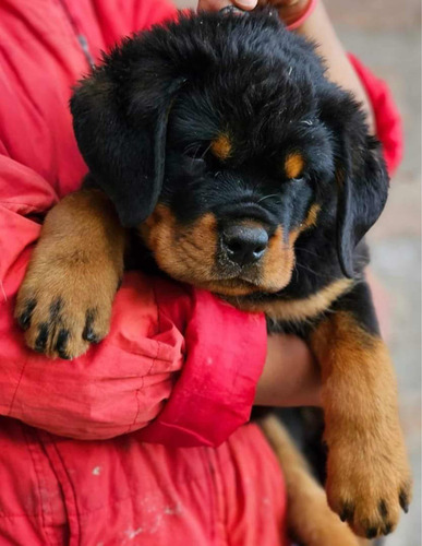 Rottweiler Con Pedigree Mascotas Medellín