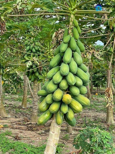 Imagem 23 de 30 de Granja Com 13 Hectares E Plantação Rentabilizando - Ch0065