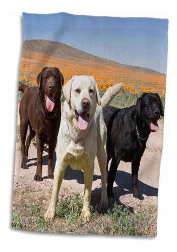 Rosa 3d De Tres Colores De Perros Labrador Retriever-us05 Zm