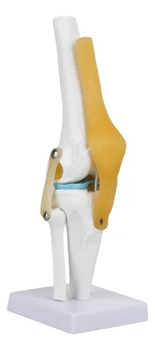 Knee Joint Model Anatomy Study Life Size Human For Skeleton