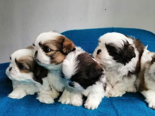 Imagen 2 de 2 de Cachorros Shitzu A 400$
