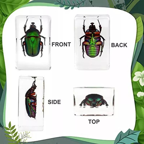 12 Muestras De Resina Para Insectos, Resina Y Taxidermia