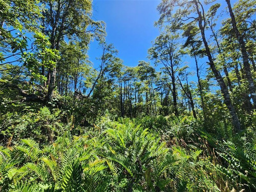 Imagen 6 de 12 de Campito En Venta En Puerto Varas