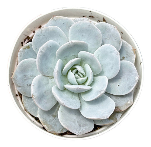 Suculenta Echeveria Caly Argentea Baby