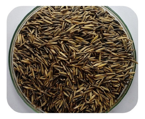 Aveia Preta - 500gr De Sementes Para Plantio
