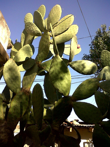 Hoja Para Consumo Cactus Nopal O.ficus Indica
