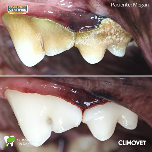 Limpieza Dental Perros Y Gatos (destartraje)