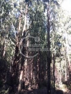 Imagen 11 de 14 de Sitio Forestal En Venta En Curacautín