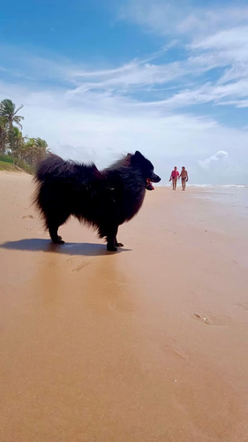 Filhotes De Spitz Alemão Anão Micro