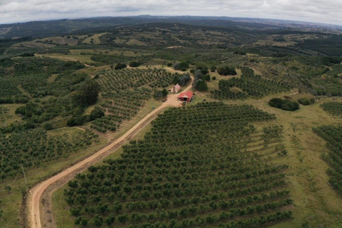 Imagen 7 de 30 de Campo Ovicola En Garzon - 212 Hectareas