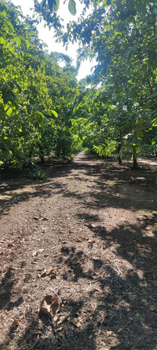 Campo Frutícola En Venta En Linares