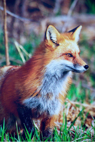Cuadro 30x45cm Zorro Fox Animal Naturaleza Fauna Salvaje M6