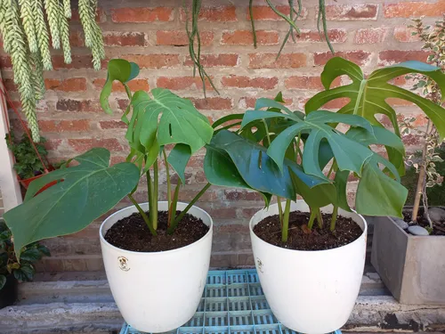 Sandali plantas store