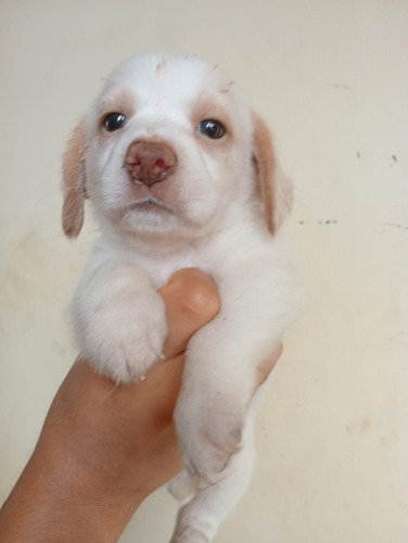Cachorro Beagle Bicolor Macho