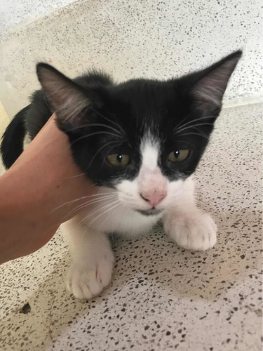 Imagen 4 de 7 de Gatita En Adopción