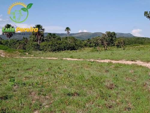 Imagem 8 de 15 de Fazenda À Venda Em Peixe -to - 1.379,4 Hectares (pecuária) - 2049