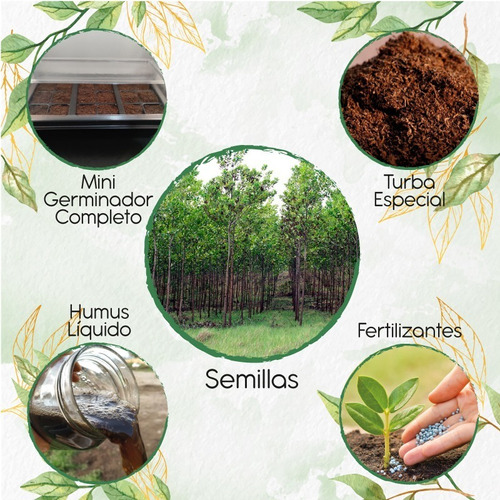 40 Semillas De Árbol Acacia Mangium+ Kit De Germinación Espc