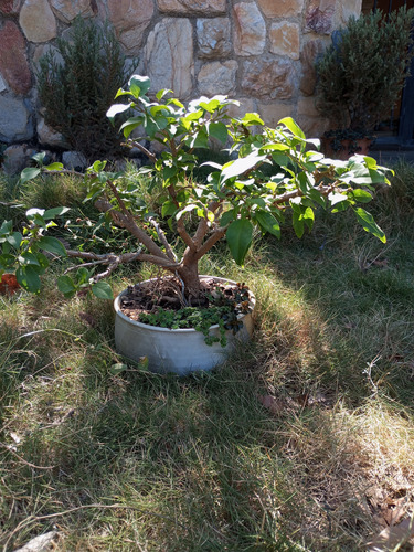 Bonsai Natural Y Floral De Trinitaria O Veranera 