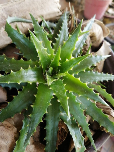 Dyckia Encholirioides Planta Con 20 Cm De Diámetro 