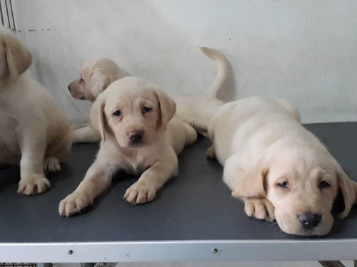 Cachorros Labrador