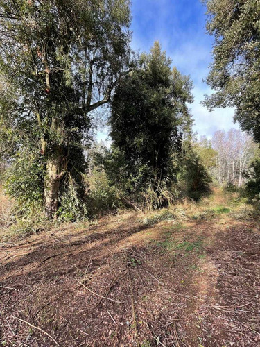 Parcela 6300m2 Arboles Nativos (105986)