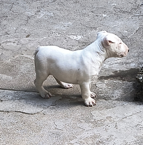 Bull Terrier