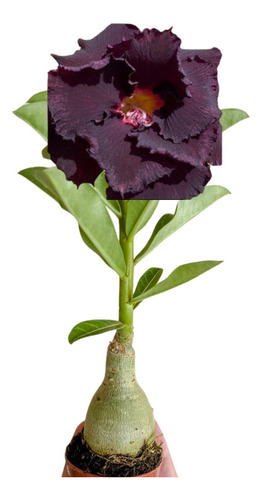 Muda Rosa Deserto Dupla Tripla Enxertada Identificada