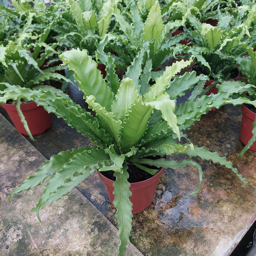 Helecho Asplenium Osaka Crespo P19
