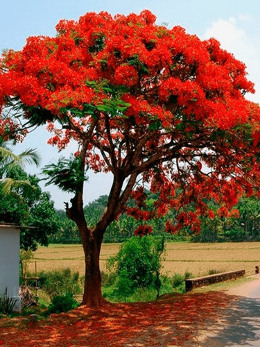 20 Semillas Flamboyant Flamboyan Delonix Regia Árbol Fuego