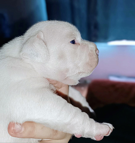 Staffordshire Bull Terrier Excelente Pedigree