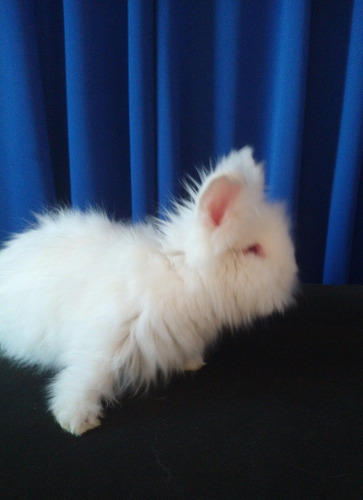 Conejo Cabeza De León Blanco Mascota