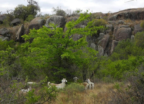 Imagen 23 de 25 de Excelente Campo Nativo De 103ha La Venta En Ojo De Agua!