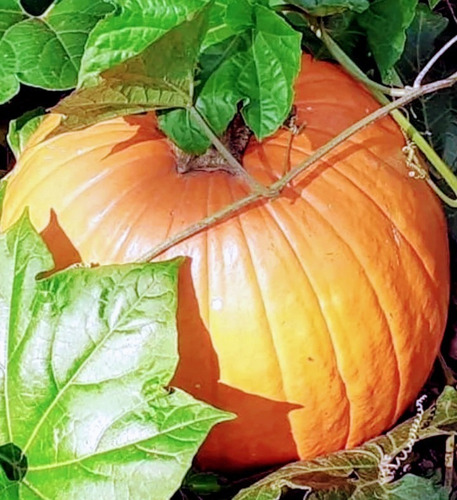 22 Semillas De Calabaza Gigante Jack O Lantern Orgánica 