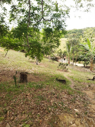 Fazenda Para Venda Em Flexeiras, Zona Rural - Fz - 065_1-1722206